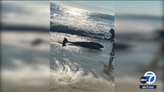 Sunset Beach in Orange County closed due to shark activity