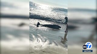 Sunset Beach in Orange County closed due to shark activity