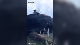Mount Climbing & Advance Crow Pose????#yoga #advance #failure #viral #talent #acrobatics #climbing