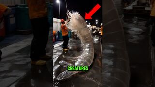 TOP 5 MOST TRANSPARENT CREATURES ON EARTH ????????#facts #top5 #shorts #fyp #trendingshortsvideo ng